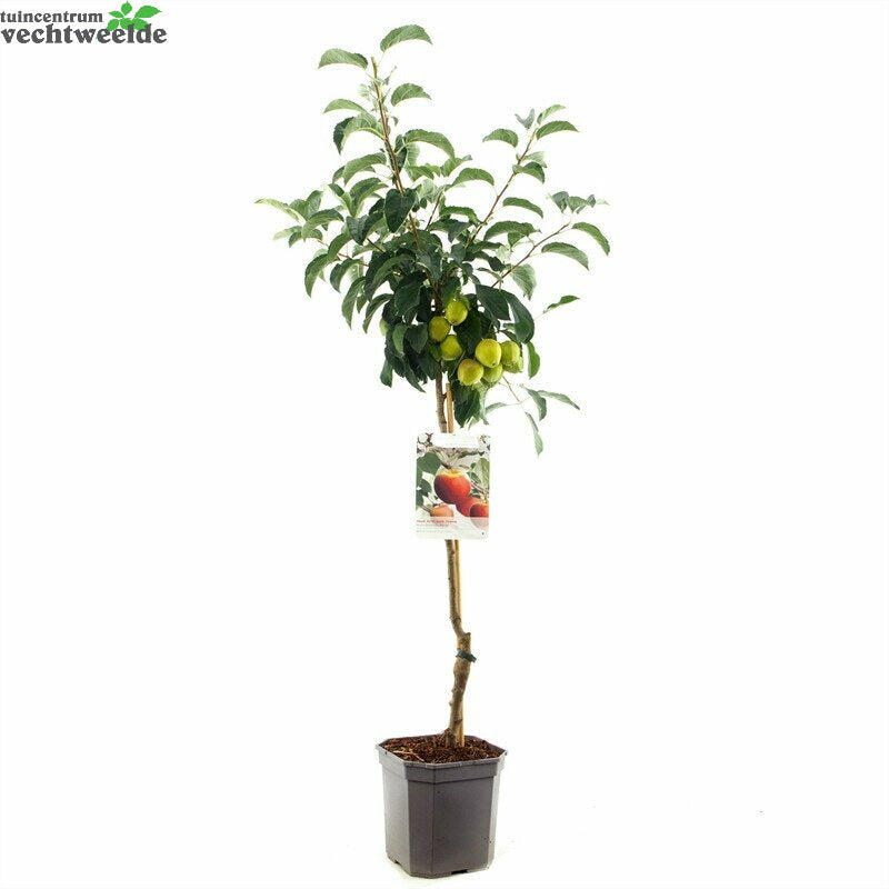  Wonder Tree Elstar