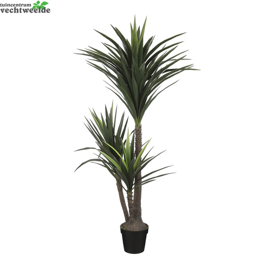  Yucca In Pot D80h160cm Groen